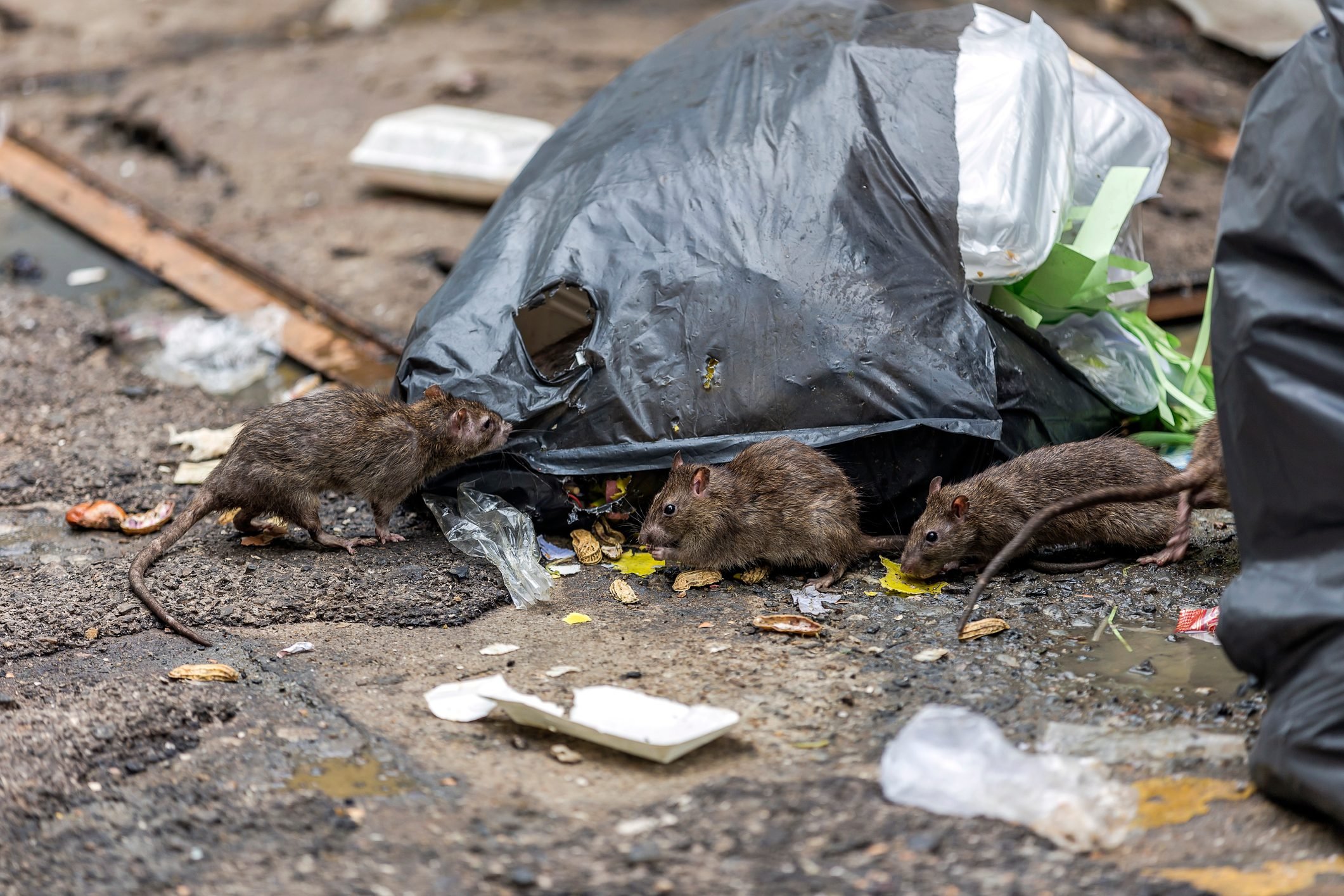 三只脏老鼠相邻吃碎片垃圾背包湿地板和臭味选择焦点