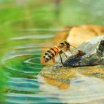 你该为蜜蜂提供饮用水吗