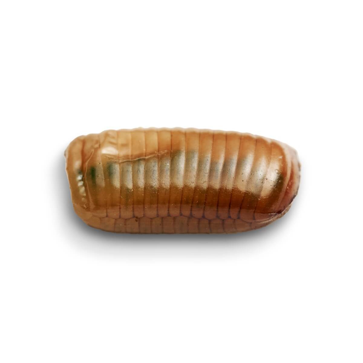 光滑的蟑螂 - Symploce pallens 卵袋高清摄影大图-千库网